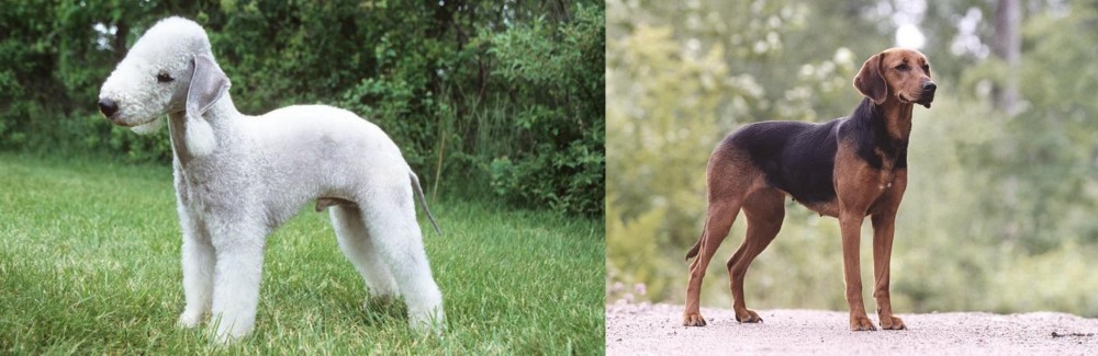 Schillerstovare vs Bedlington Terrier - Breed Comparison