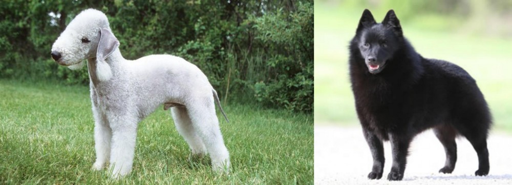 Schipperke vs Bedlington Terrier - Breed Comparison