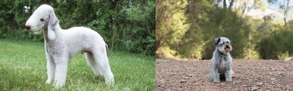 Schnoodle vs Bedlington Terrier - Breed Comparison