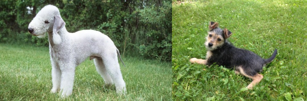 Schnorkie vs Bedlington Terrier - Breed Comparison