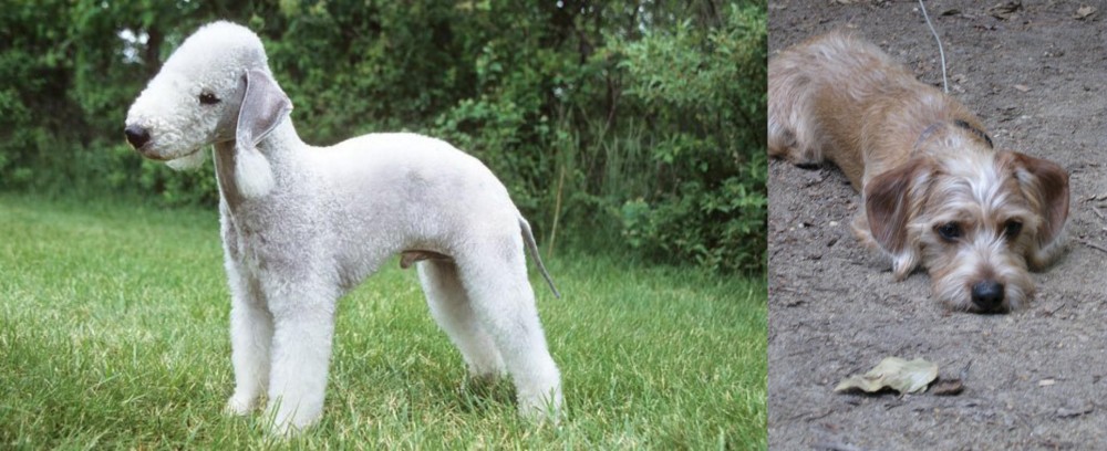 Schweenie vs Bedlington Terrier - Breed Comparison