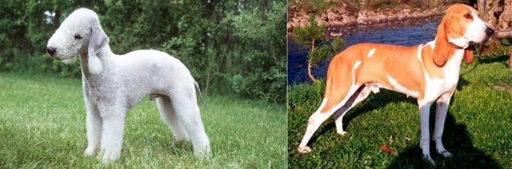 Schweizer Laufhund vs Bedlington Terrier - Breed Comparison