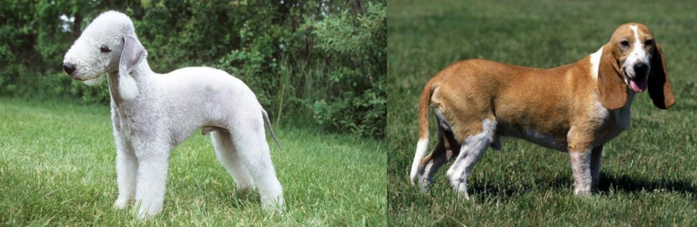 Schweizer Niederlaufhund vs Bedlington Terrier - Breed Comparison