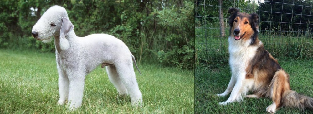 Scotch Collie vs Bedlington Terrier - Breed Comparison
