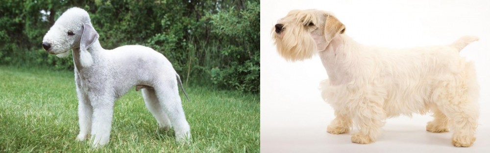Sealyham Terrier vs Bedlington Terrier - Breed Comparison
