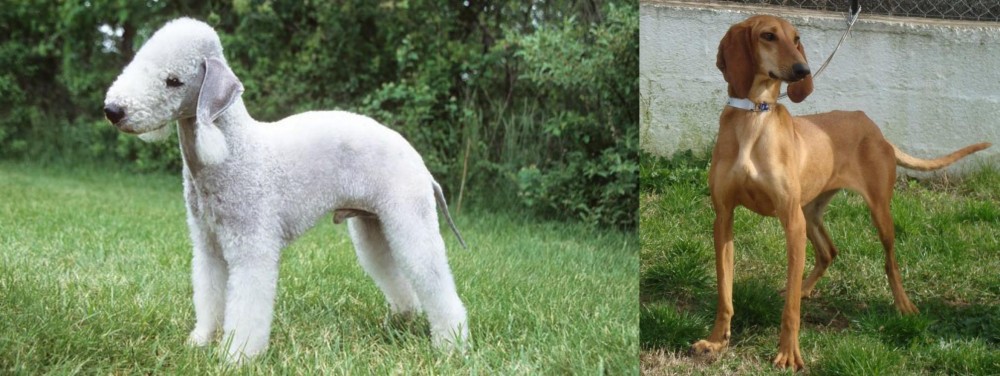 Segugio Italiano vs Bedlington Terrier - Breed Comparison