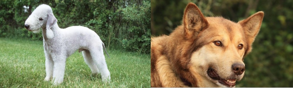 Seppala Siberian Sleddog vs Bedlington Terrier - Breed Comparison
