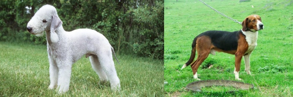 Serbian Tricolour Hound vs Bedlington Terrier - Breed Comparison