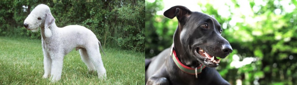 Shepard Labrador vs Bedlington Terrier - Breed Comparison