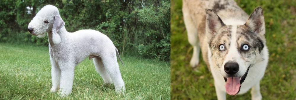 Shepherd Husky vs Bedlington Terrier - Breed Comparison