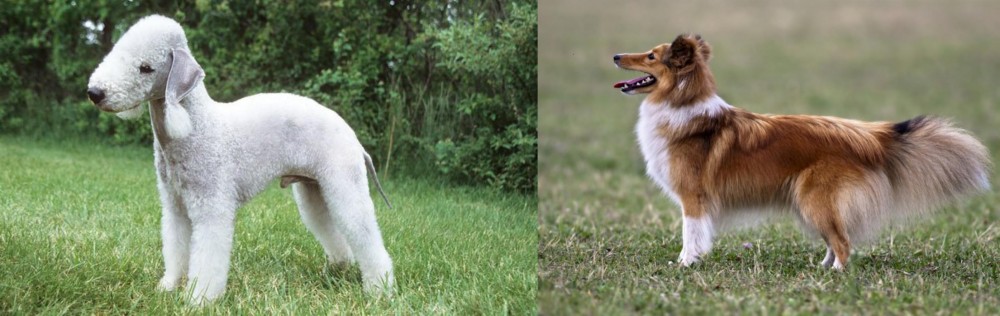Shetland Sheepdog vs Bedlington Terrier - Breed Comparison