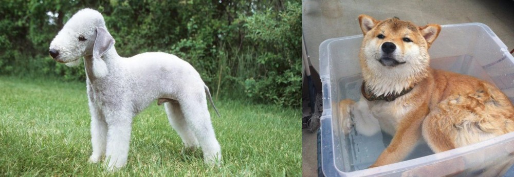 Shiba Inu vs Bedlington Terrier - Breed Comparison