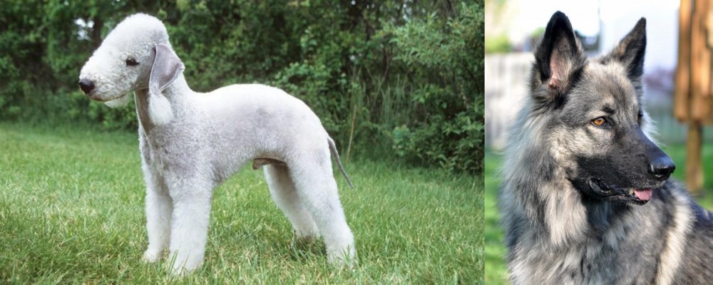 Shiloh Shepherd vs Bedlington Terrier - Breed Comparison