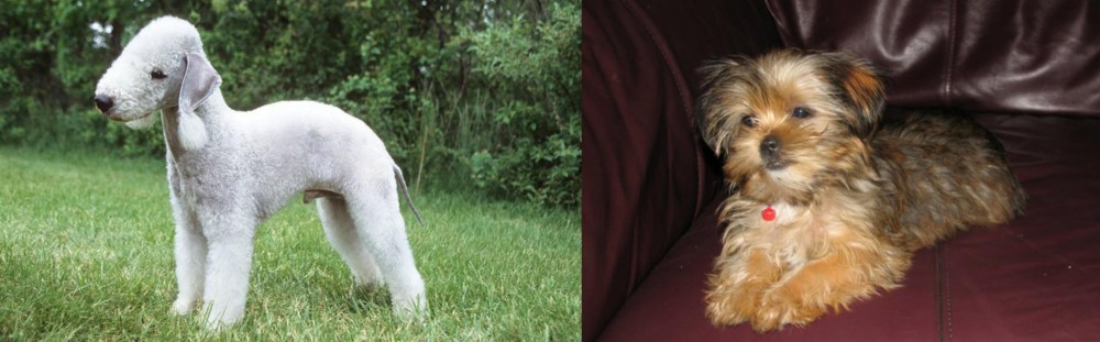 Shorkie vs Bedlington Terrier - Breed Comparison