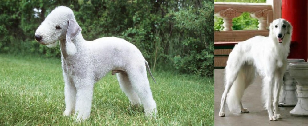 Silken Windhound vs Bedlington Terrier - Breed Comparison