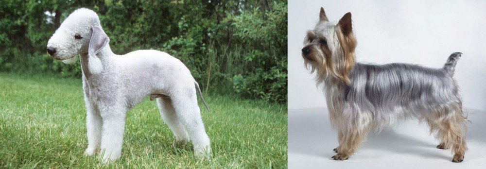 Silky Terrier vs Bedlington Terrier - Breed Comparison