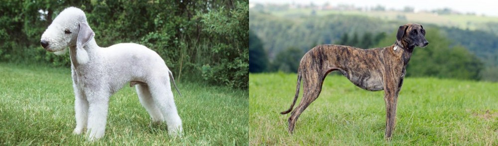 Sloughi vs Bedlington Terrier - Breed Comparison