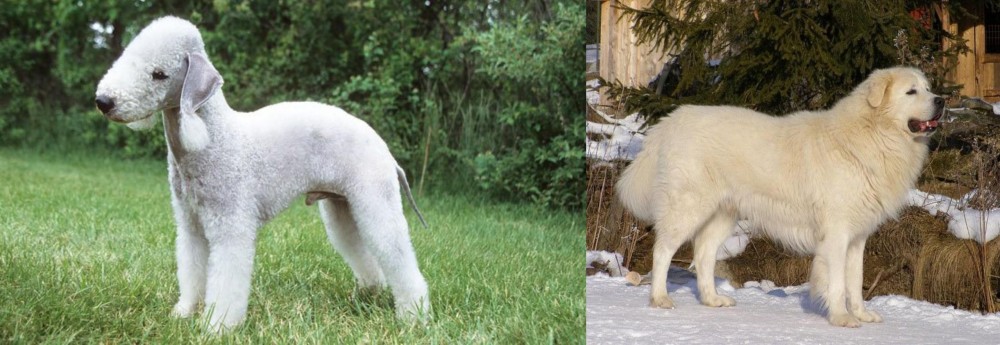 Slovak Cuvac vs Bedlington Terrier - Breed Comparison