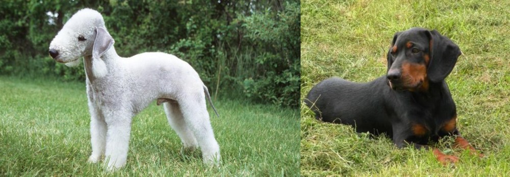 Slovakian Hound vs Bedlington Terrier - Breed Comparison