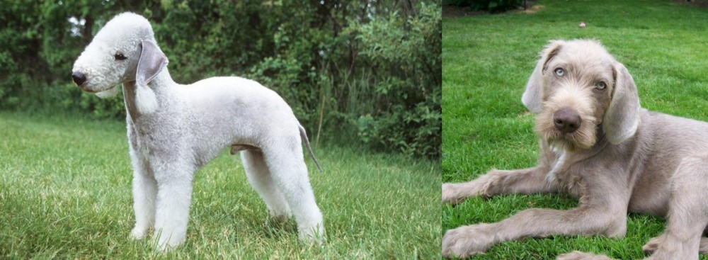 Slovakian Rough Haired Pointer vs Bedlington Terrier - Breed Comparison