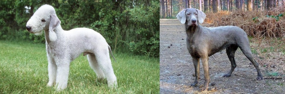 Slovensky Hrubosrsty Stavac vs Bedlington Terrier - Breed Comparison