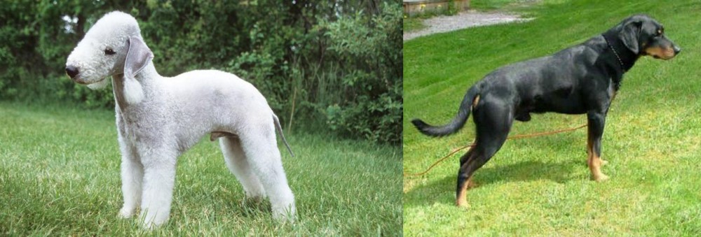 Smalandsstovare vs Bedlington Terrier - Breed Comparison