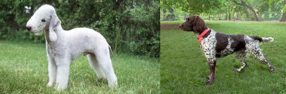Small Munsterlander vs Bedlington Terrier - Breed Comparison
