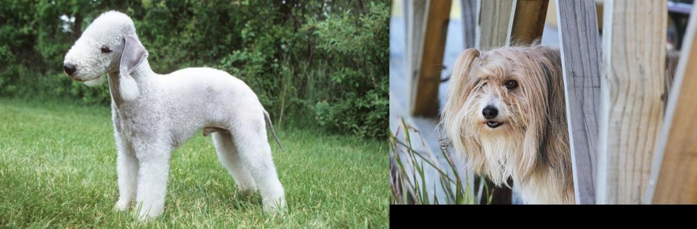 Smithfield vs Bedlington Terrier - Breed Comparison
