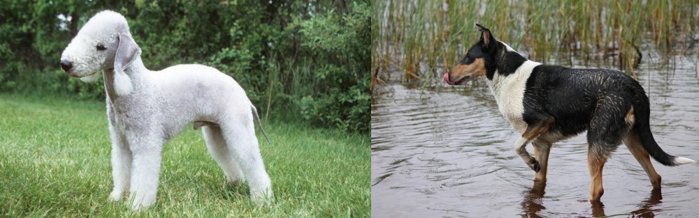 Smooth Collie vs Bedlington Terrier - Breed Comparison