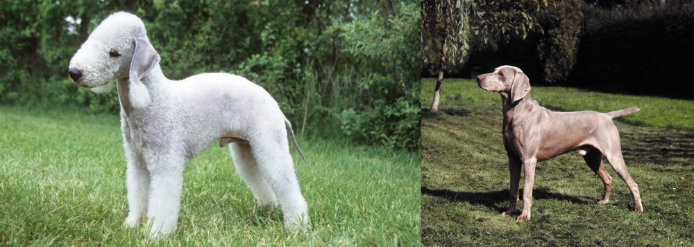 Smooth Haired Weimaraner vs Bedlington Terrier - Breed Comparison