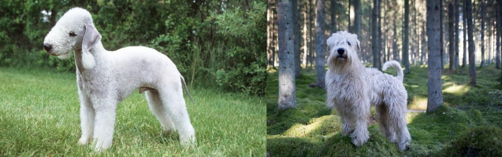 Soft-Coated Wheaten Terrier vs Bedlington Terrier - Breed Comparison
