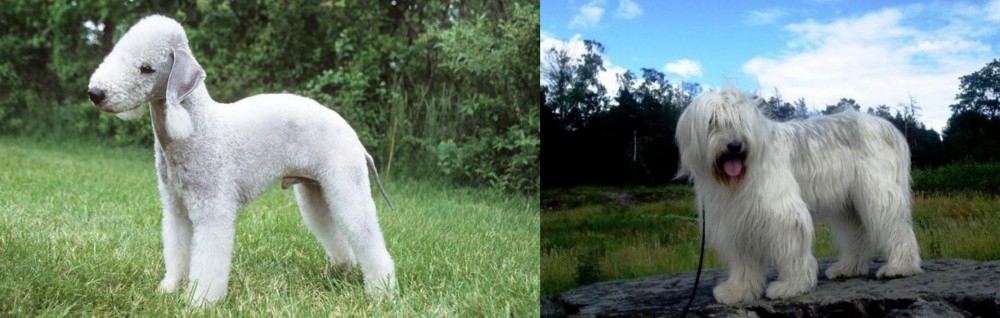 South Russian Ovcharka vs Bedlington Terrier - Breed Comparison
