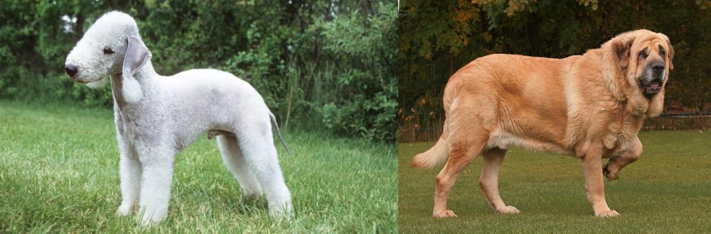 Spanish Mastiff vs Bedlington Terrier - Breed Comparison