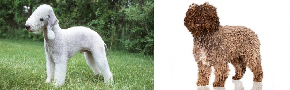 Spanish Water Dog vs Bedlington Terrier - Breed Comparison