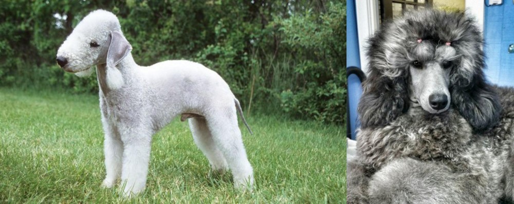 Standard Poodle vs Bedlington Terrier - Breed Comparison