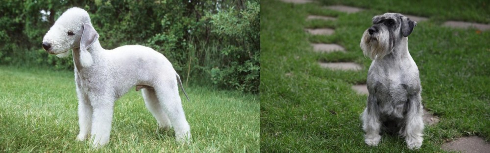 Standard Schnauzer vs Bedlington Terrier - Breed Comparison