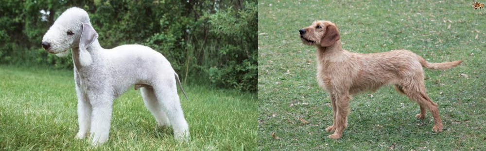 Styrian Coarse Haired Hound vs Bedlington Terrier - Breed Comparison