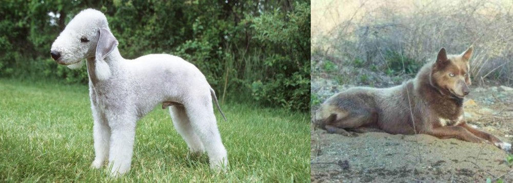 Tahltan Bear Dog vs Bedlington Terrier - Breed Comparison
