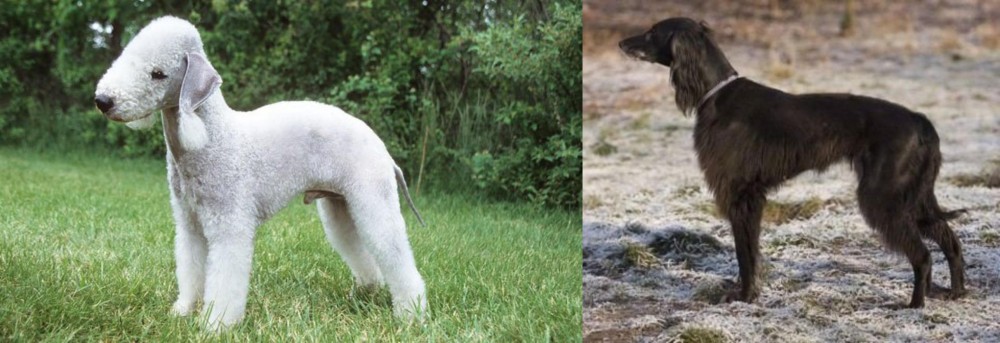 Taigan vs Bedlington Terrier - Breed Comparison