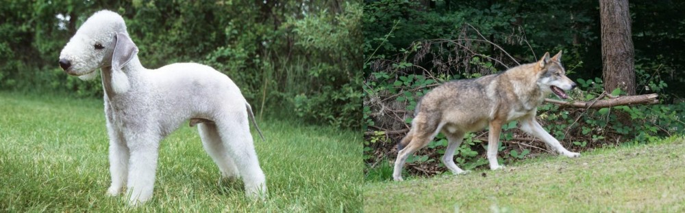 Tamaskan vs Bedlington Terrier - Breed Comparison