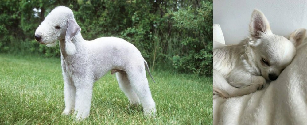 Tea Cup Chihuahua vs Bedlington Terrier - Breed Comparison