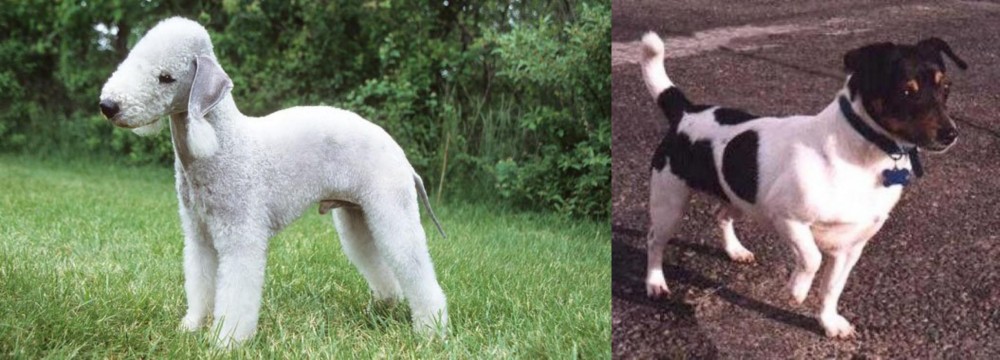 Teddy Roosevelt Terrier vs Bedlington Terrier - Breed Comparison
