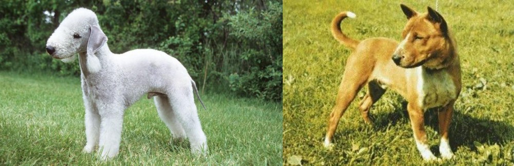 Telomian vs Bedlington Terrier - Breed Comparison