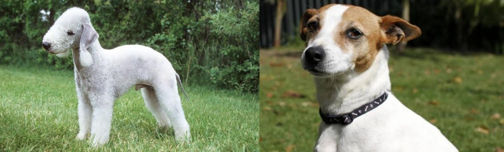 Tenterfield Terrier vs Bedlington Terrier - Breed Comparison