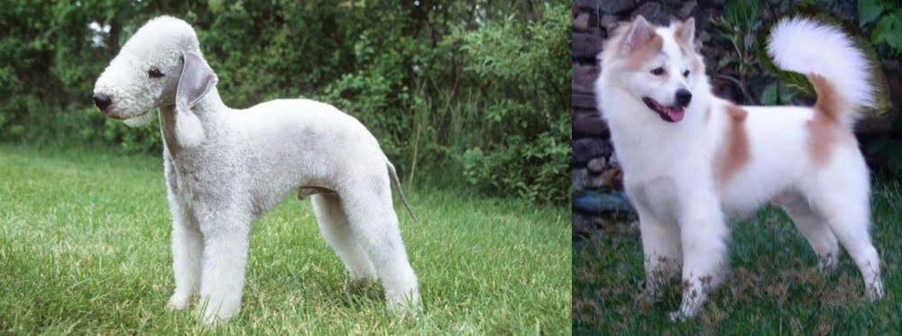 Thai Bangkaew vs Bedlington Terrier - Breed Comparison