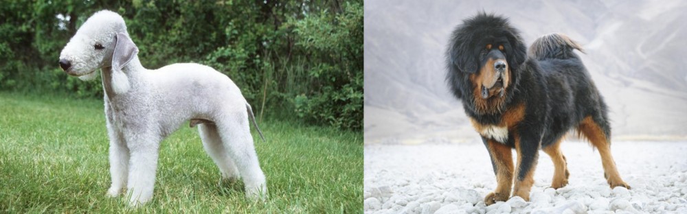 Tibetan Mastiff vs Bedlington Terrier - Breed Comparison