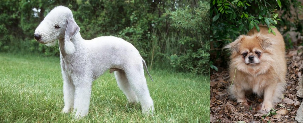 Tibetan Spaniel vs Bedlington Terrier - Breed Comparison