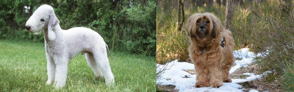 Tibetan Terrier vs Bedlington Terrier - Breed Comparison