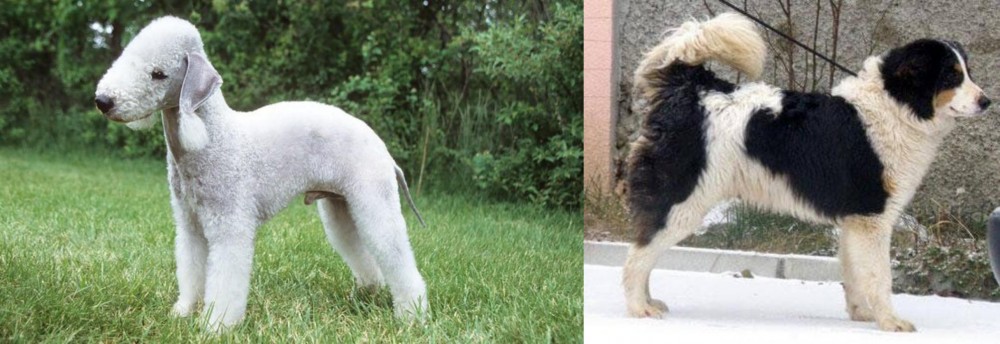 Tornjak vs Bedlington Terrier - Breed Comparison