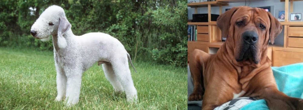 Tosa vs Bedlington Terrier - Breed Comparison